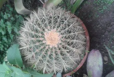פאזל של cactus
