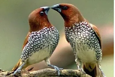 JR 004 jigsaw puzzle