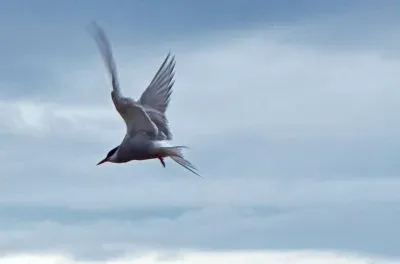 island jigsaw puzzle