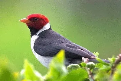 JR 007 jigsaw puzzle