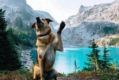 Dog