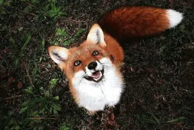 Smiling Fox