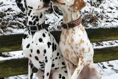 Dalmatian