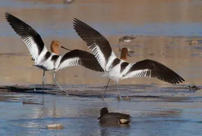 Animal Park jigsaw puzzle