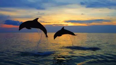 Dolphins