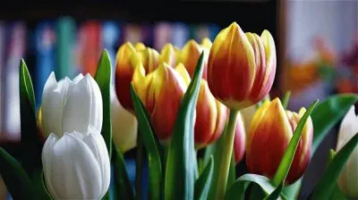 Imagem jigsaw puzzle