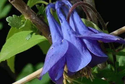 Imagem jigsaw puzzle