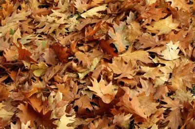 Foto jigsaw puzzle