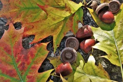 Foto jigsaw puzzle