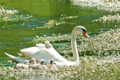 imagem jigsaw puzzle