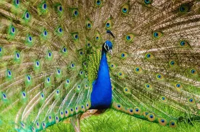 Foto jigsaw puzzle