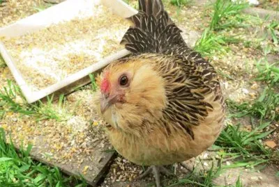 Gallina barbuta d 'aversa