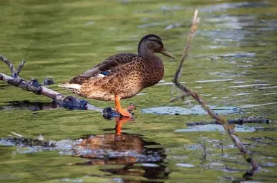 Imagem jigsaw puzzle