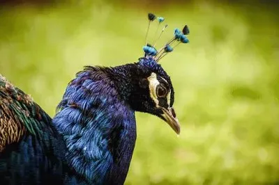 Imagem jigsaw puzzle