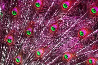 Imagem jigsaw puzzle