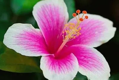 flores