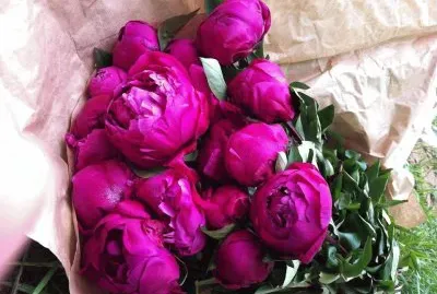 פאזל של flores