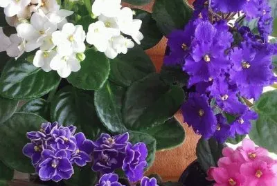 Bunt