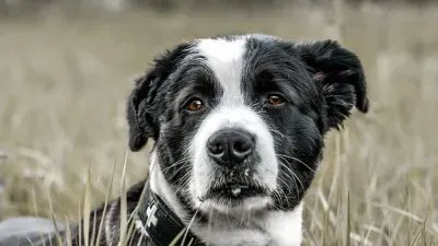 Foto jigsaw puzzle