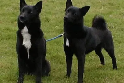 Black buhund