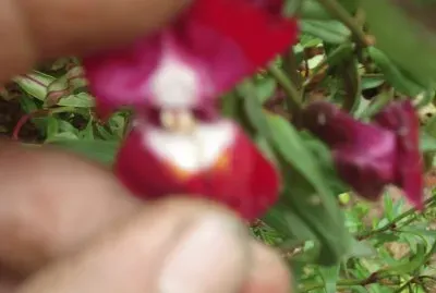 פאזל של lengua de sapo