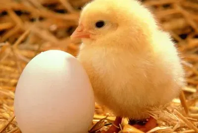 Pollito jigsaw puzzle