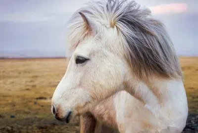 Imagem jigsaw puzzle