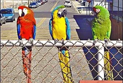 פאזל של ×ª×•×›×™×