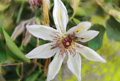 פאזל של flower