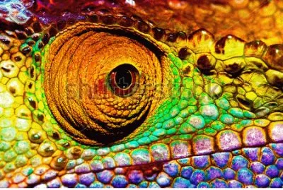 chameleon