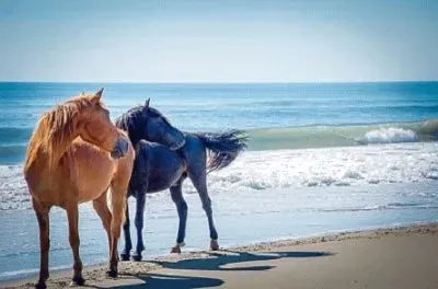 Foto jigsaw puzzle