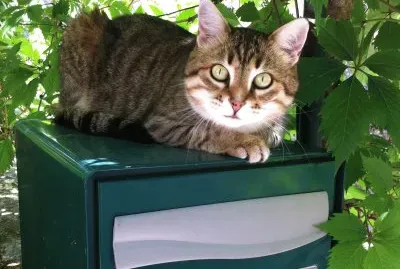 Choupie jigsaw puzzle