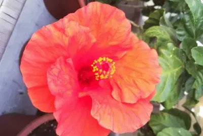 something nature