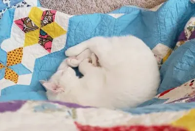 Nap Time jigsaw puzzle