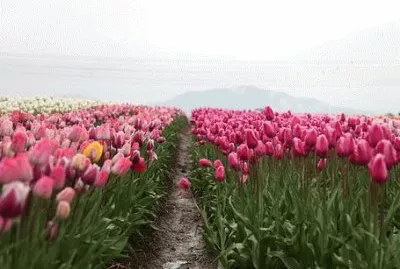 OK