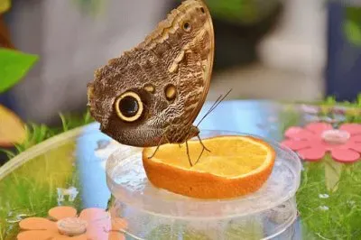 Foto jigsaw puzzle