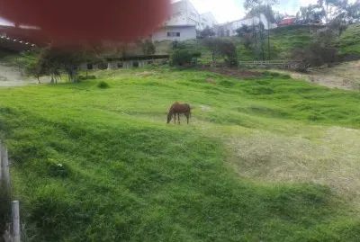 פאזל של mi caballo