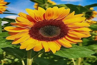 293