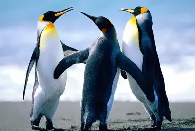 pinguinos