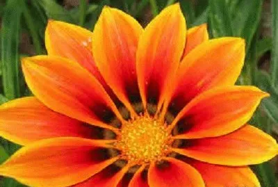 336 jigsaw puzzle
