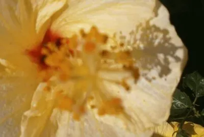 Cayeno- sabanero  Colombia