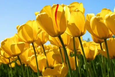 tulipanes