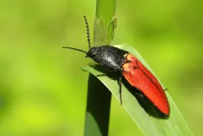 Ampedus saunguineus jigsaw puzzle