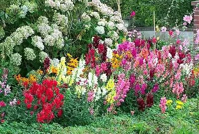 Flower Border