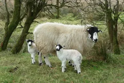 Rough fell jigsaw puzzle