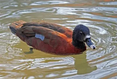 Anatra di hartlaub jigsaw puzzle