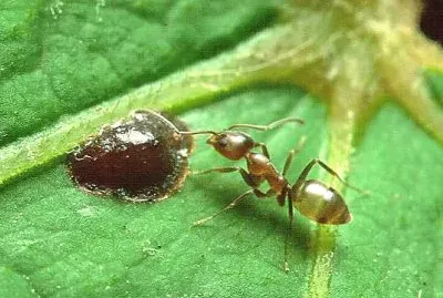 Formica argentina jigsaw puzzle