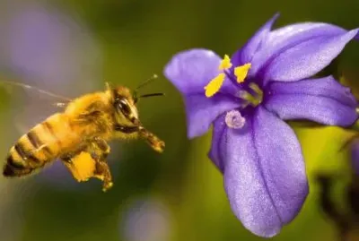 ABEJA jigsaw puzzle