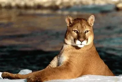 PUMA AMERICANO jigsaw puzzle