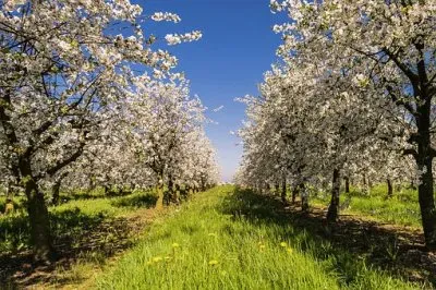 Nature jigsaw puzzle